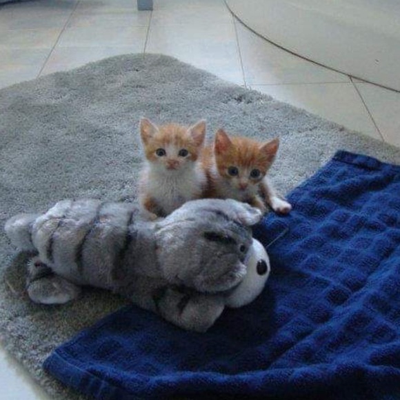 Meet your Posher, M - Picture 3 of 6